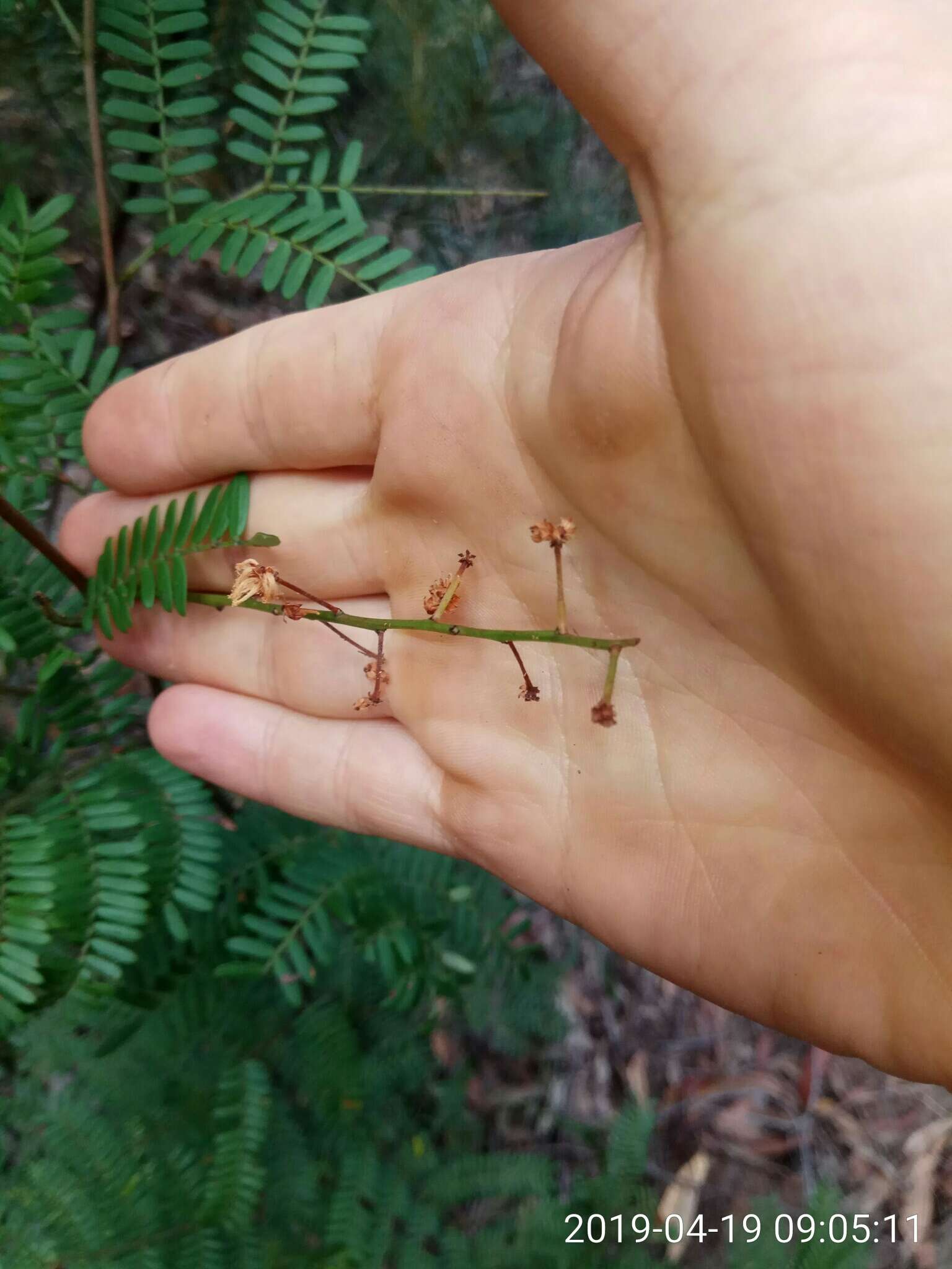 Imagem de Acacia terminalis (Salisb.) J. F. Macbr.