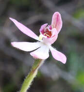 Image of Mauve Fingers