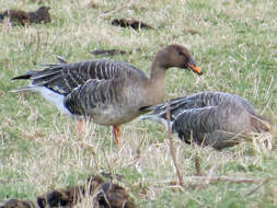 Image of Taiga Bean Goose