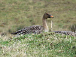 Image of Taiga Bean Goose