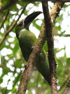 Image of Chestnut-tipped Toucanet