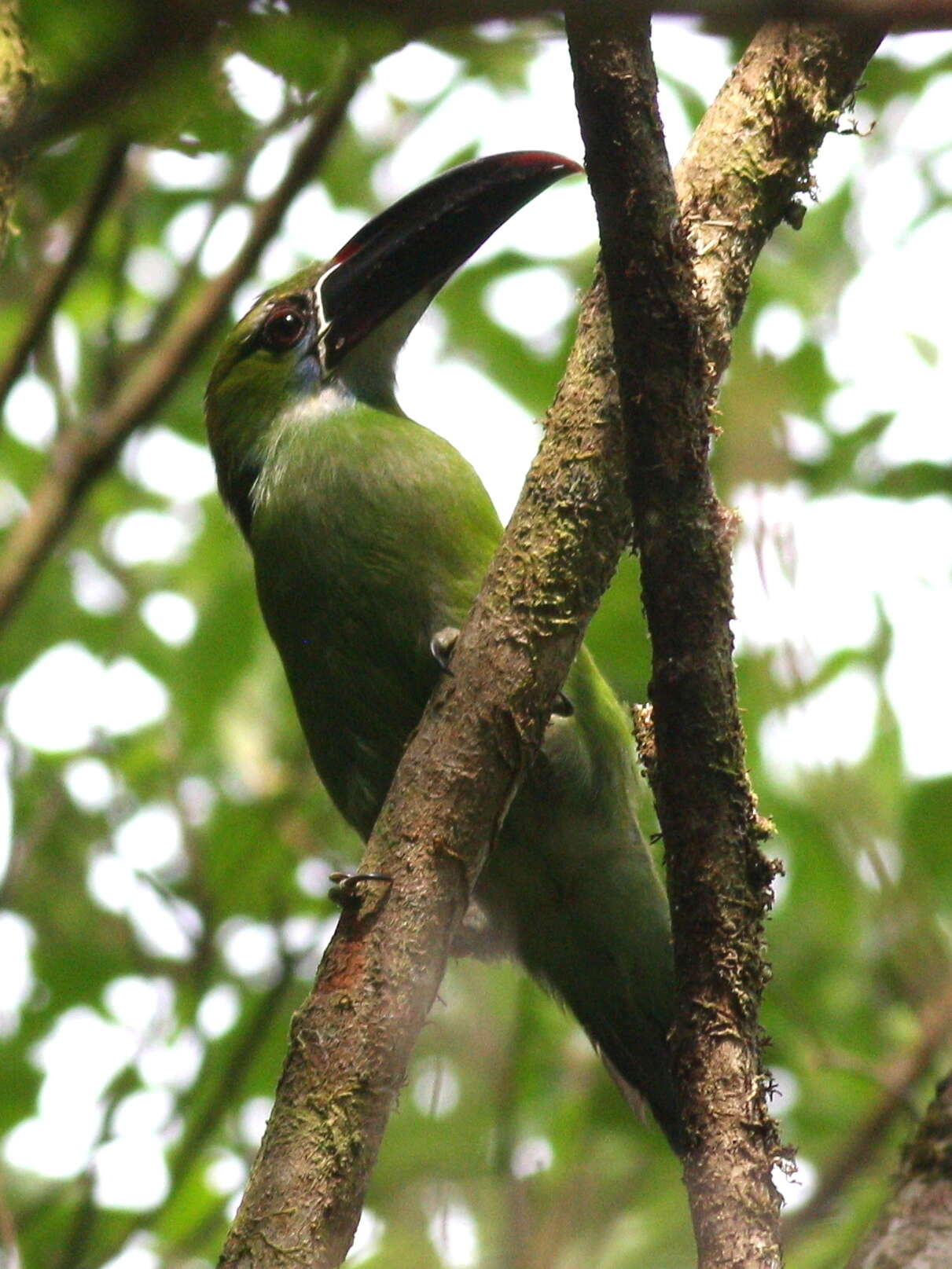 Aulacorhynchus derbianus Gould 1835的圖片