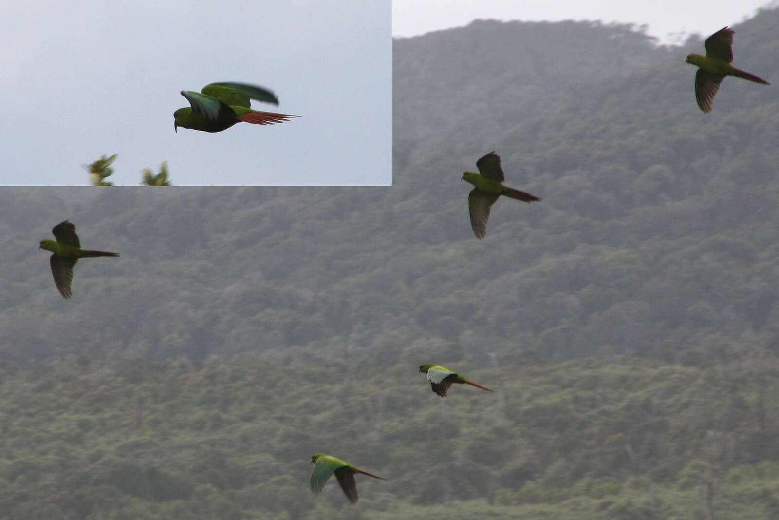 Image of Slender-billed Conure