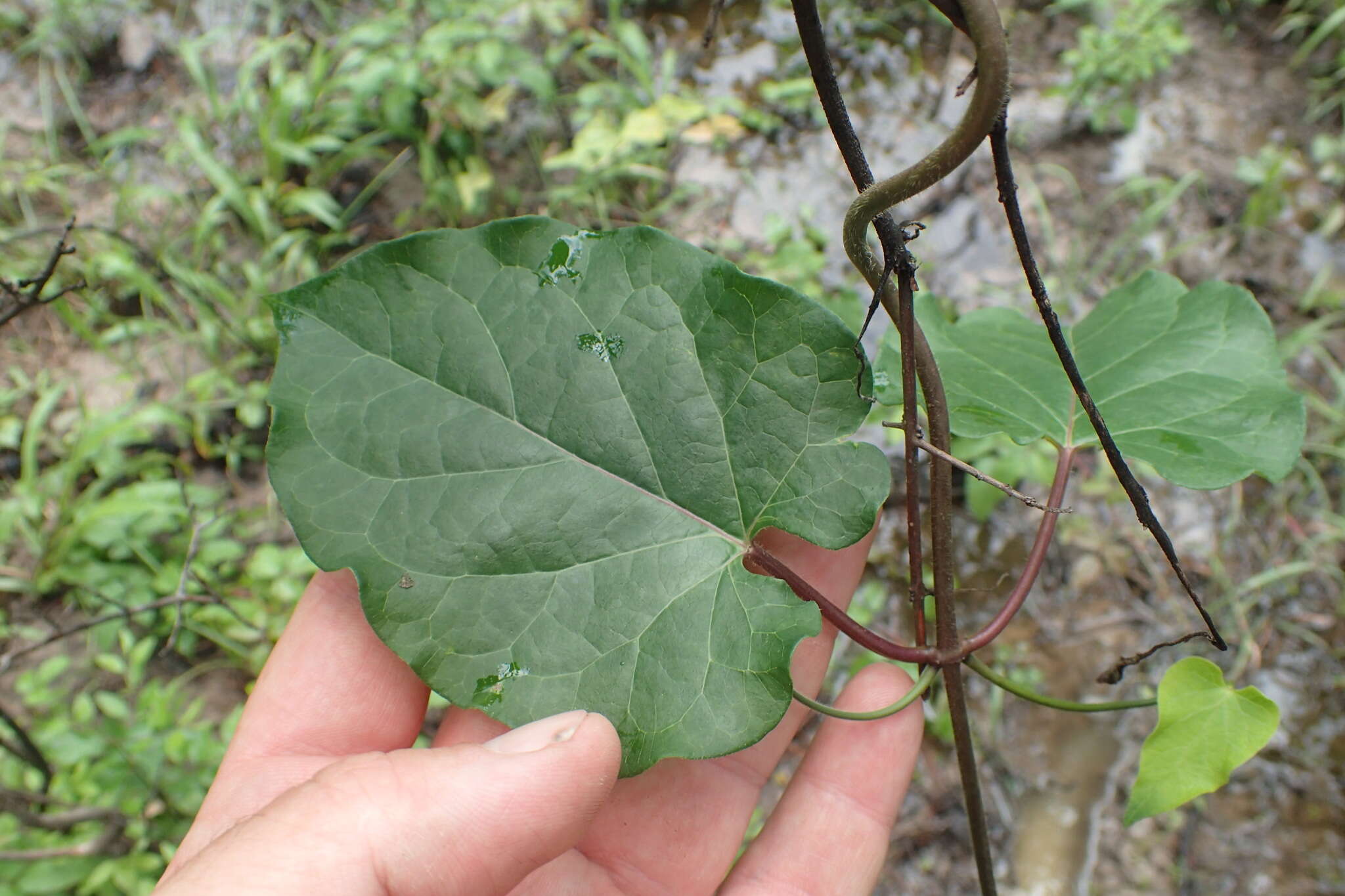 صورة Gonolobus suberosus (L.) Schult.