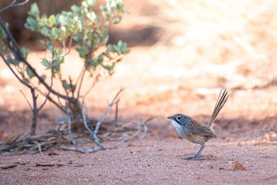 Image of Opalton Grasswren