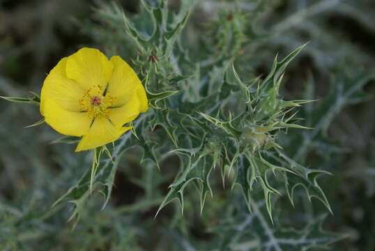 Image of Mexican pricklypoppy