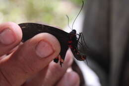 Image of Parides iphidamas (Fabricius 1793)