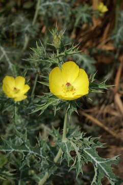 Image of Mexican pricklypoppy