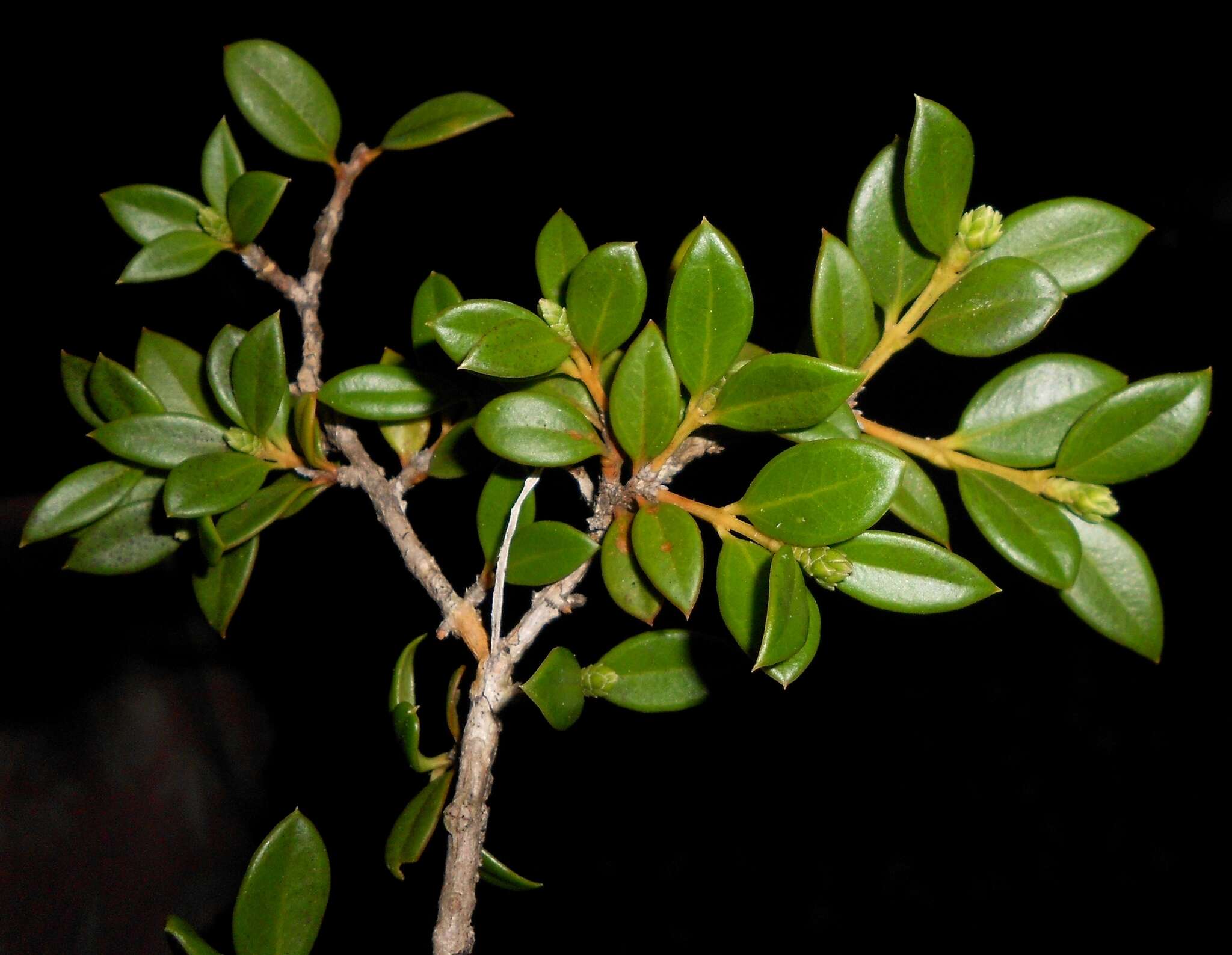 Image of Buxus rheedioides Urb.