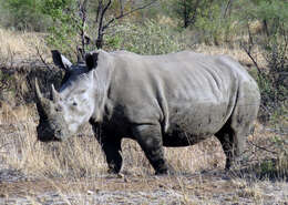 Image of Ceratotherium simum simum