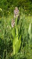 Dactylorhiza incarnata (L.) Soó resmi