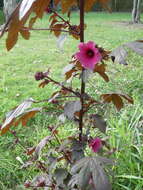 Image of African rosemallow