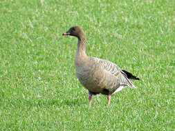 Imagem de Anser brachyrhynchus Baillon 1834