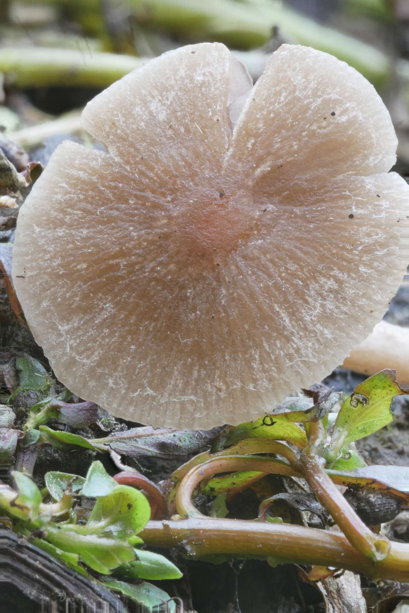 Image of Psathyrella ephemera A. H. Sm. 1972