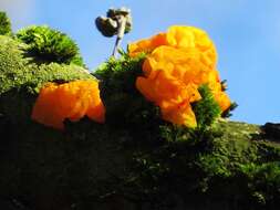 Image of Witches butter