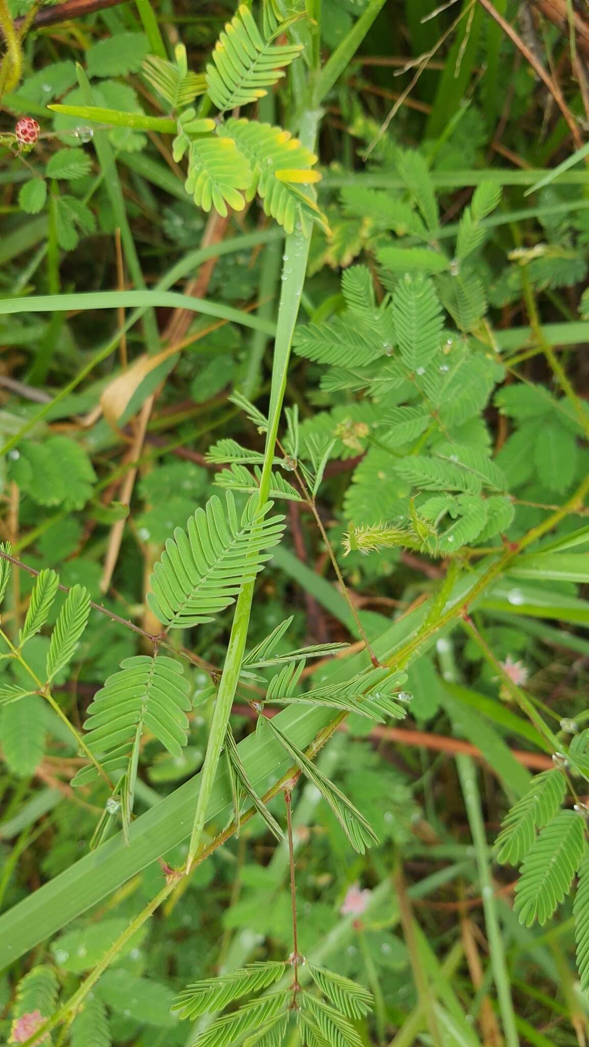 Sivun Mimosa quadrivalvis var. leptocarpa (DC.) Barneby kuva