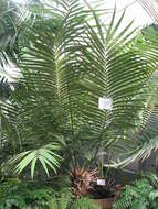 Image of Cycad