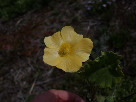 Image of Abutilon sonneratianum (Cav.) Sweet