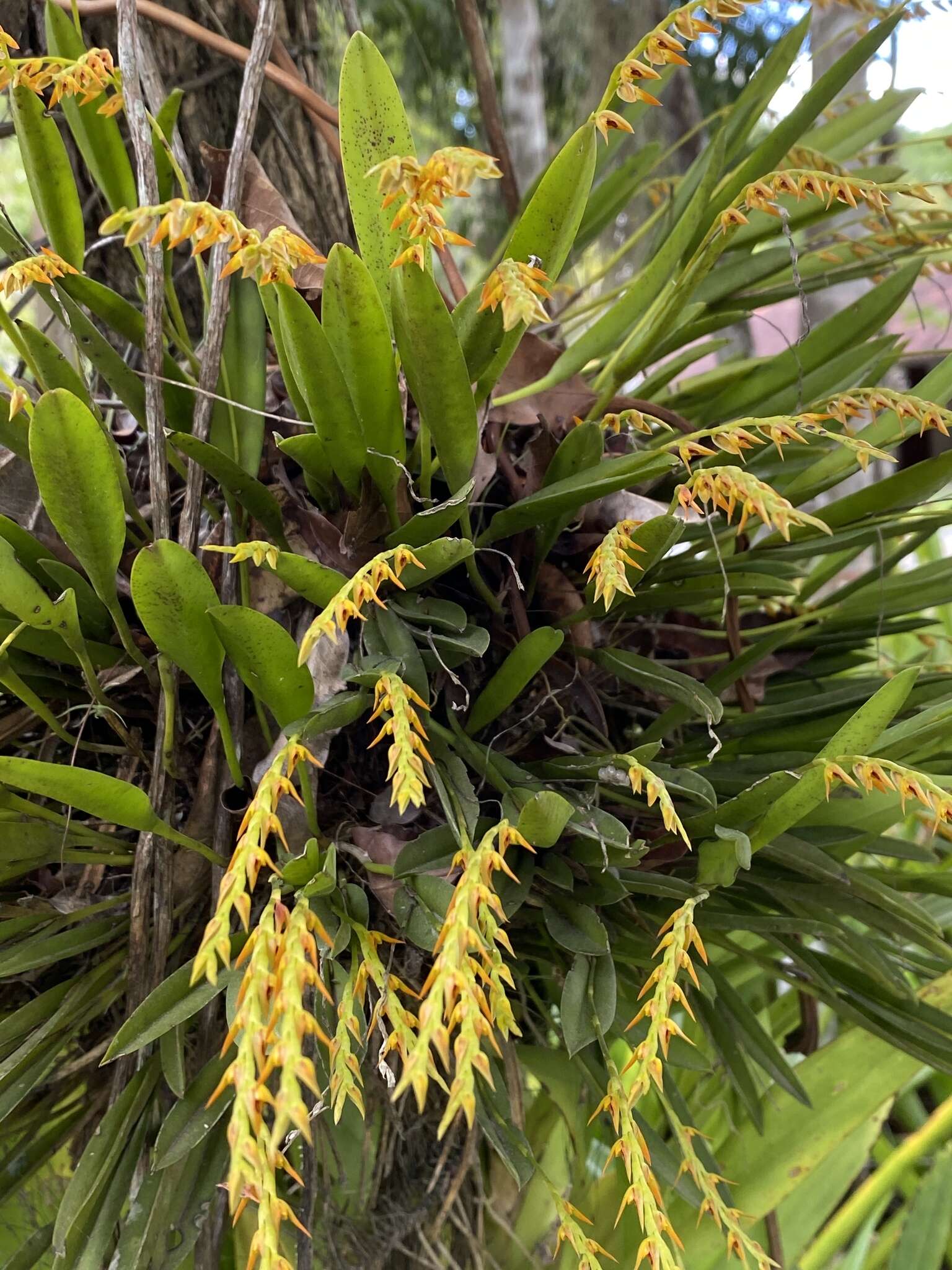 Image of Acianthera glumacea (Lindl.) Pridgeon & M. W. Chase