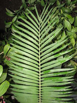 Image of Ground Cycad