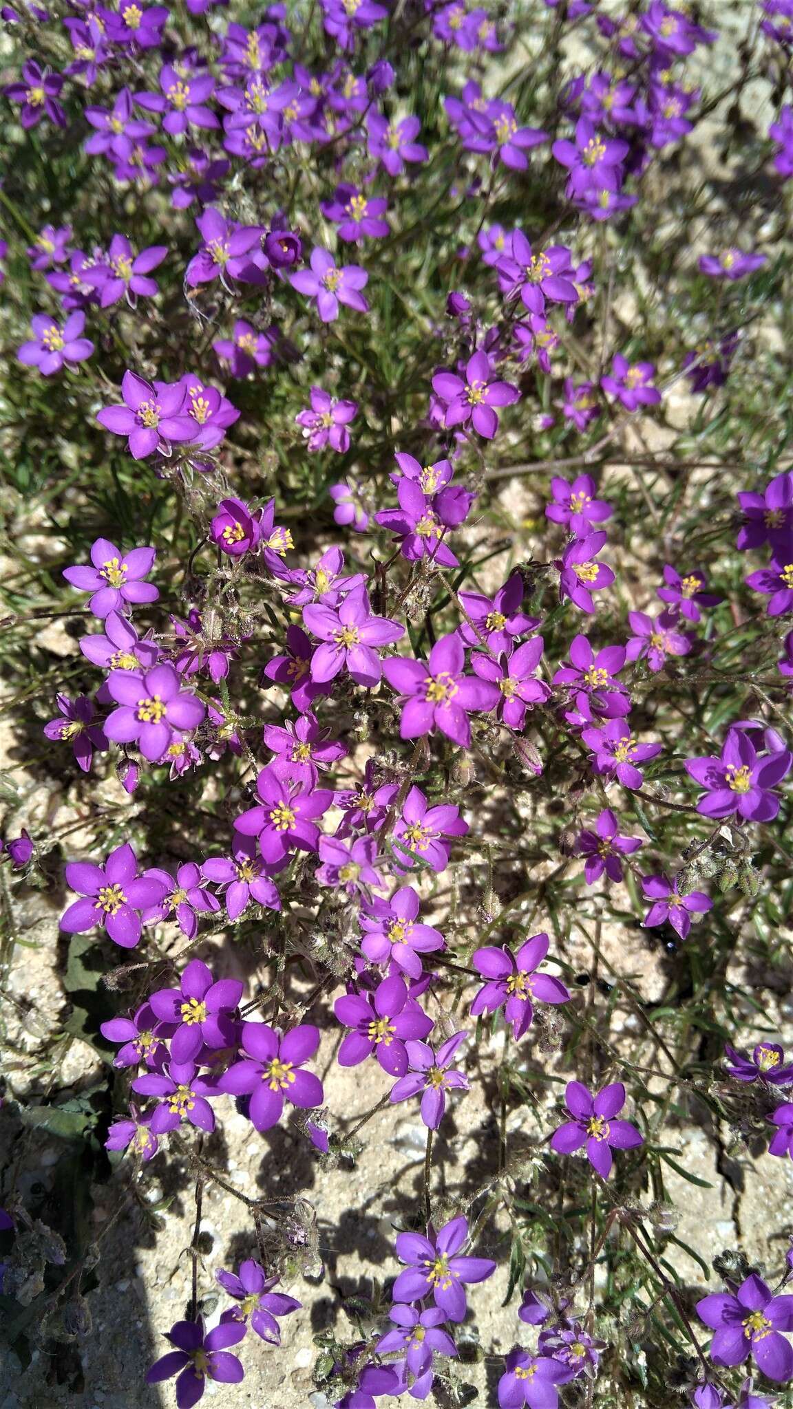 صورة Spergularia purpurea (Pers.) G. Don fil.