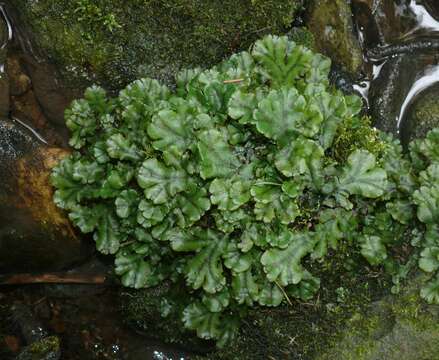 Image of common liverwort