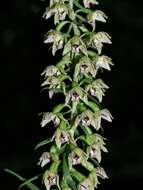 Image of Broad-leaved Helleborine