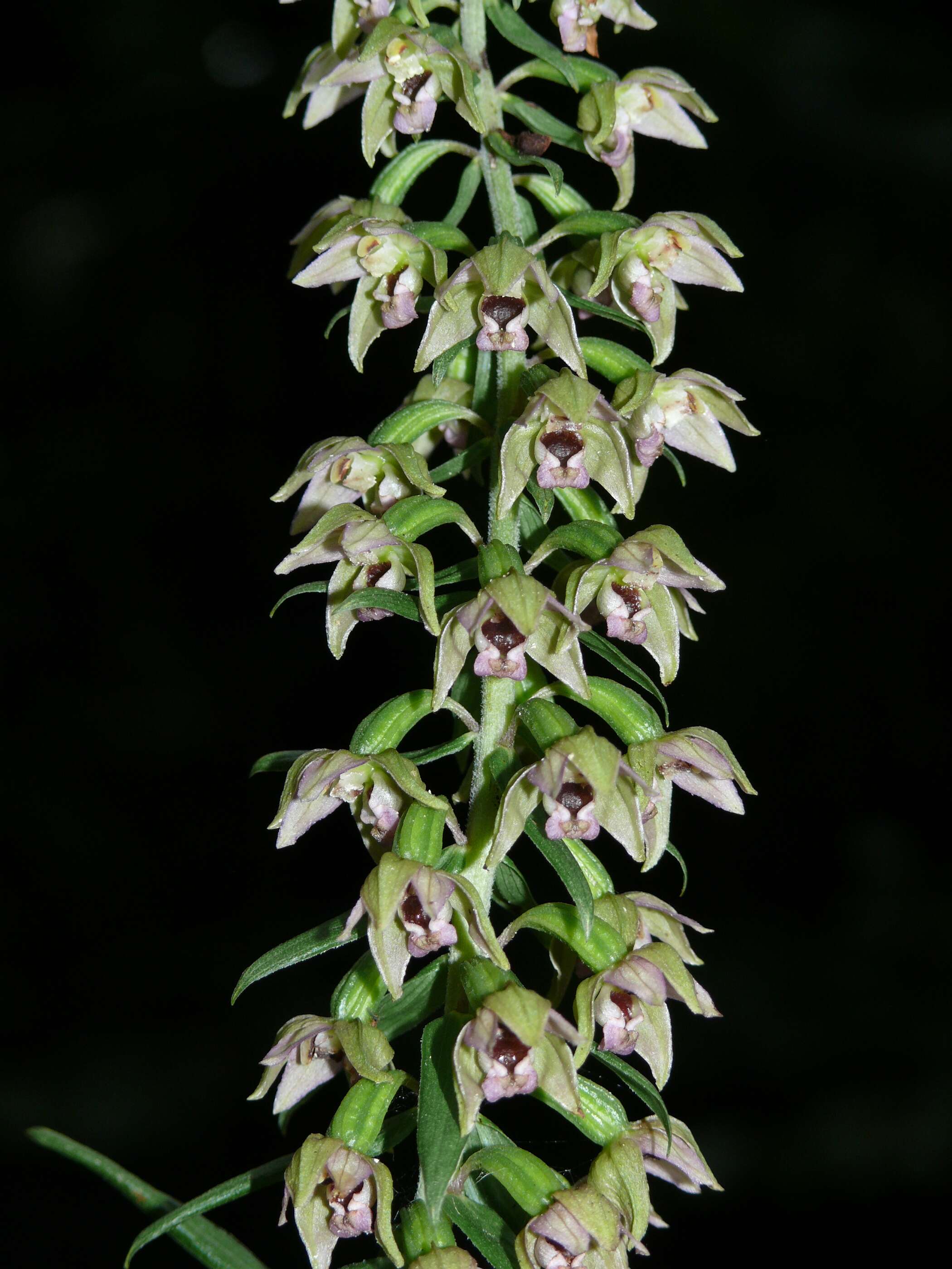 Imagem de Epipactis helleborine (L.) Crantz