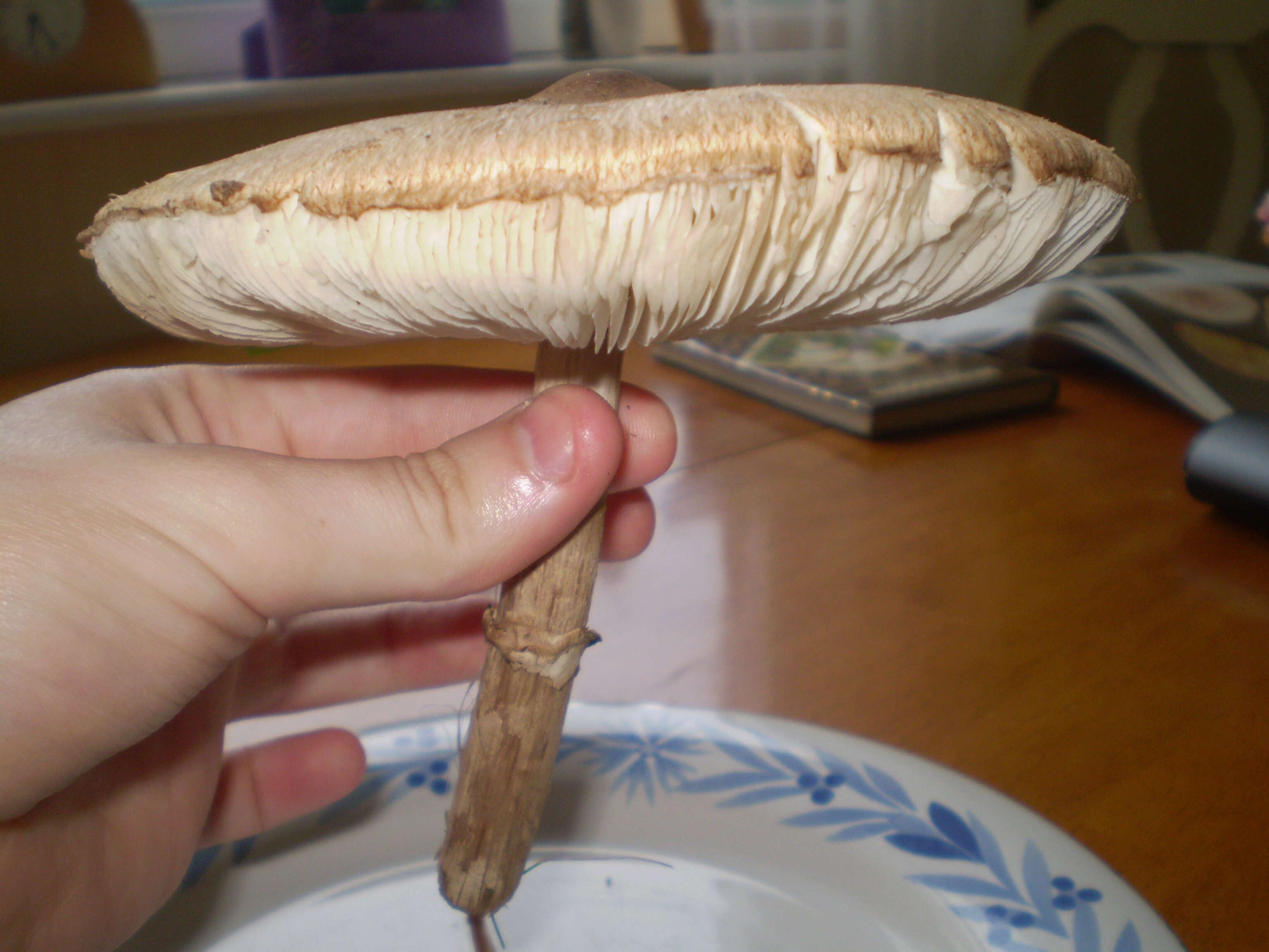 Image of Macrolepiota procera (Scop.) Singer 1948