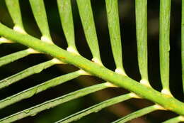 Image of Macrozamia miquelii (F. Muell.) A. DC.