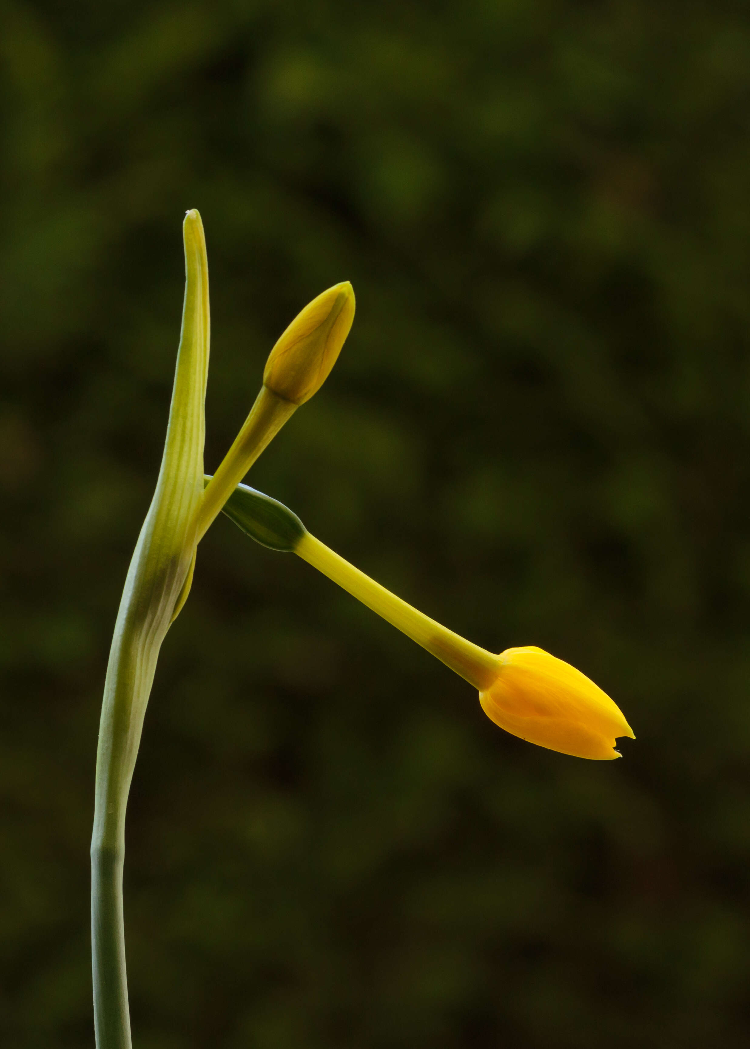 Image de Narcissus jonquilla L.