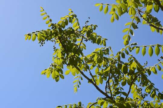 Image of Bursera excelsa (Kunth) Engl.