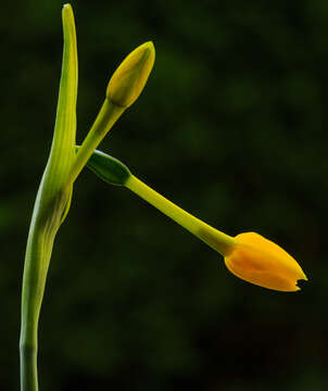 Image of jonquil