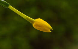 Image of jonquil