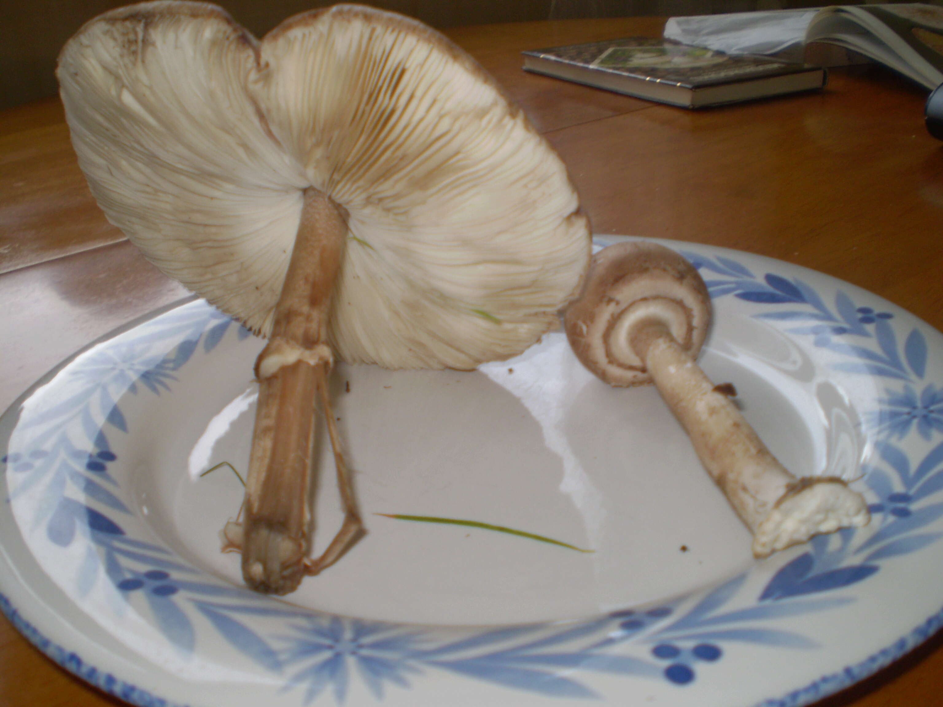 Image of Macrolepiota procera (Scop.) Singer 1948