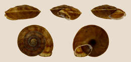 Image of Lapidary Snail