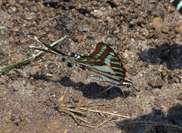 Plancia ëd Graphium evombar (Boisduval 1836)