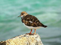 Image of Ruddy Turnstone