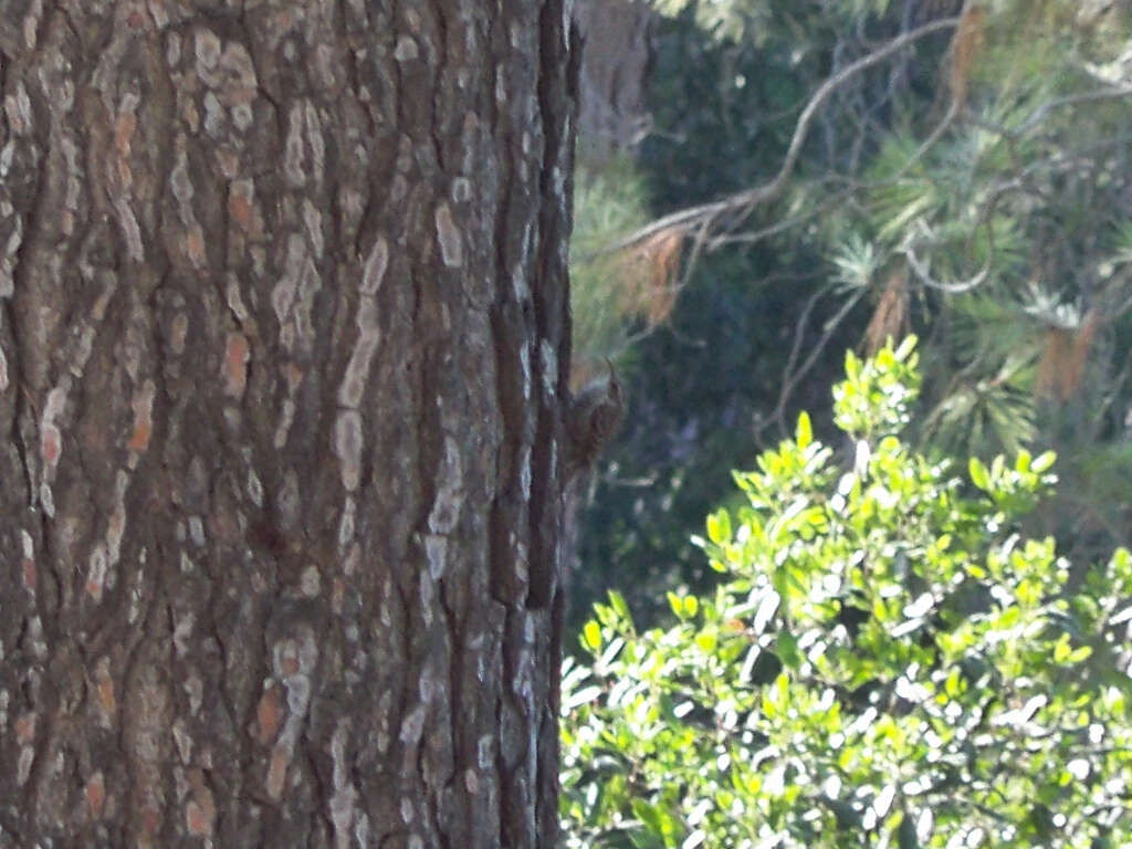 Image of Short-toed Treecreeper