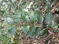 Lasianthus fordii var. microphyllus (Elmer) H. Zhu resmi