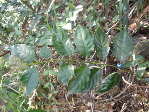 Lasianthus fordii Hance resmi