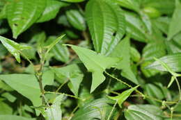 Persicaria senticosa (Meisn.) H. Gross的圖片