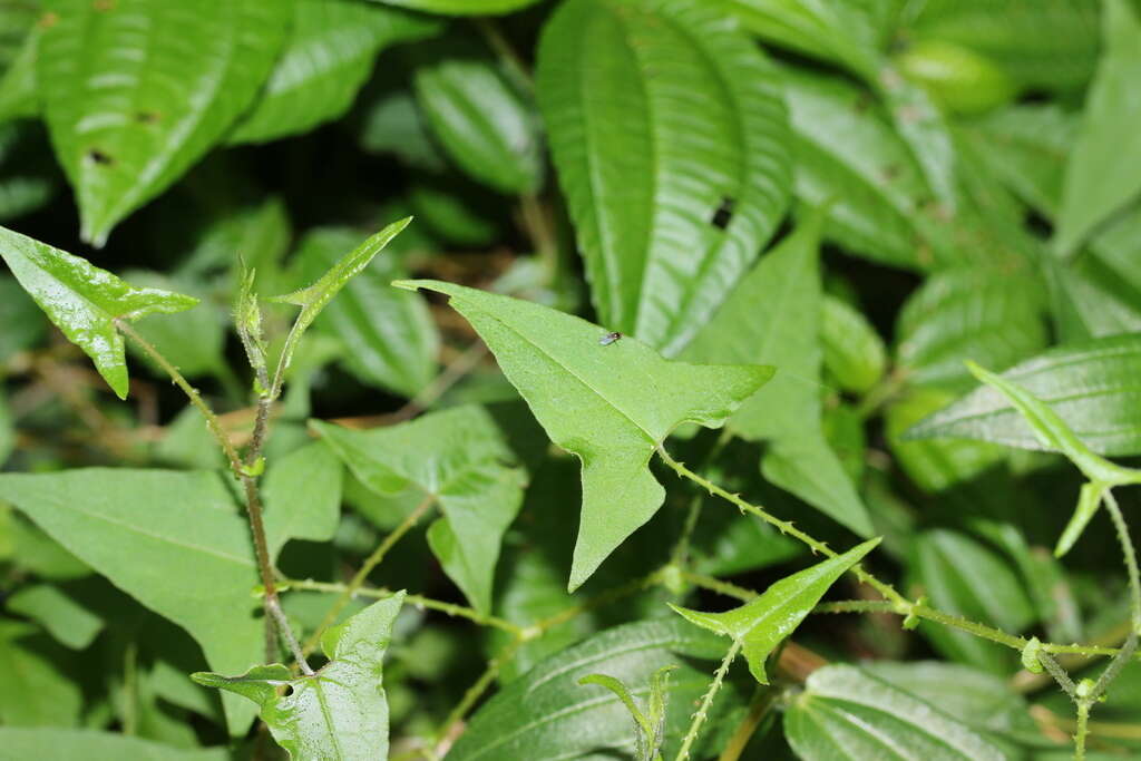 Persicaria senticosa (Meisn.) H. Gross的圖片