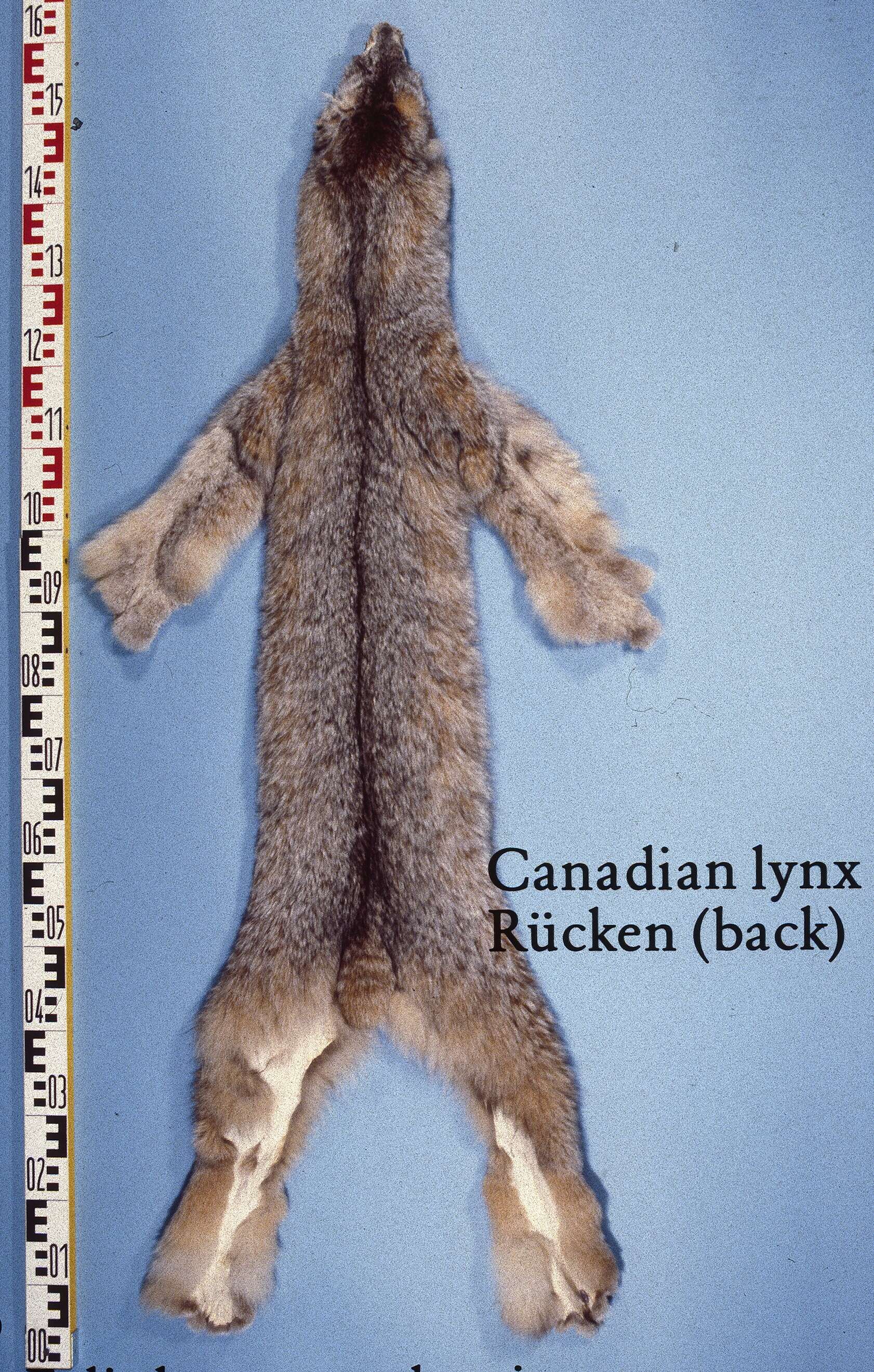 Image of American lynx