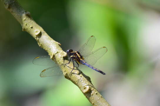 Image of blue marsh hawk