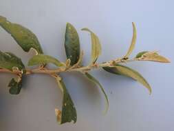 Image of Rough-leaved croton