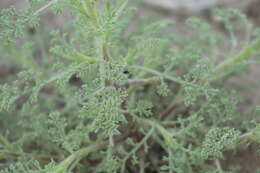 Image de Hedosyne ambrosiifolia (A. Gray) Strother