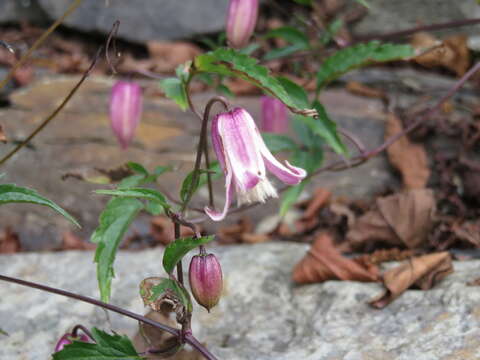 Image of Clematis lasiandra Maxim.