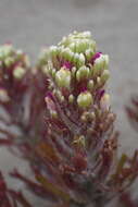 Image of wideleaf Indian paintbrush