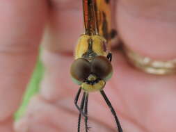 Celithemis eponina (Drury 1773) resmi